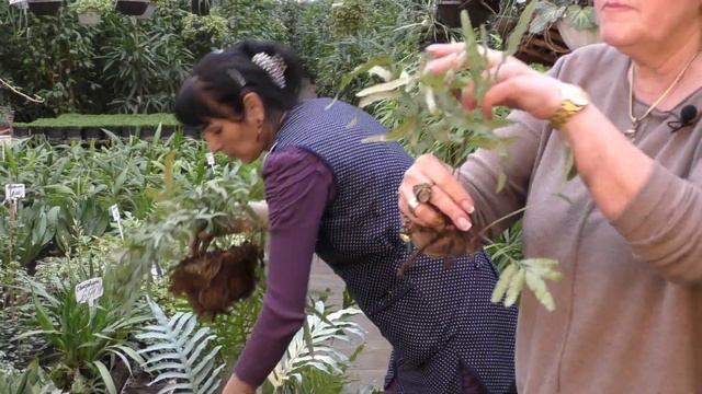 Деление и пересадка папоротника. смотреть онлайн