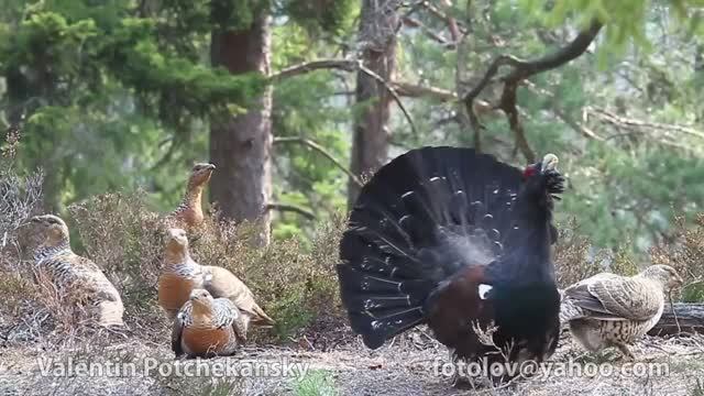 Глухарь -Tetrao Urogallus- Capercaiilie