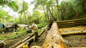 ПЯТЬ ВЕНЦОВ С НУЛЯ ЗА ДВА ДНЯ, УДАЛОСЬ СКИДАТЬ СО СТАРОГО ЗИМОВЬЯ.
