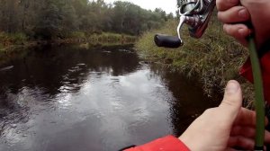 ХАРИУС ОСЕНЬЮ. Ловля хариуса на спиннинг, хороший клев!