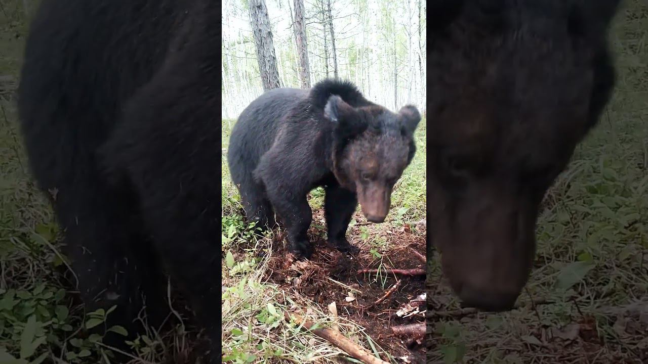 Девиз Буржуя, зубы - сила. #медведь #bear смотреть онлайн