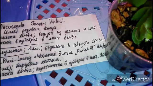 Мои Орхидеи Каттлеи, моя любовь смотреть онлайн