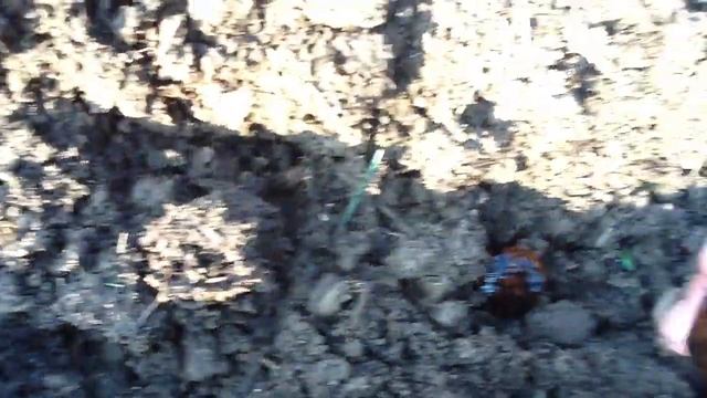 весенняя посадка грецкого ореха после стратификации в сыром песке. смотреть онлайн