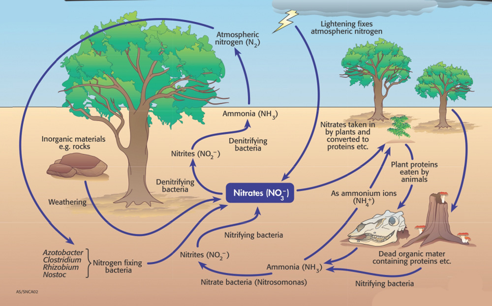Как сделать землю ЖИВОЙ и при чем тут экскременты червяков #humus soil #garden #husbandry смотреть онлайн