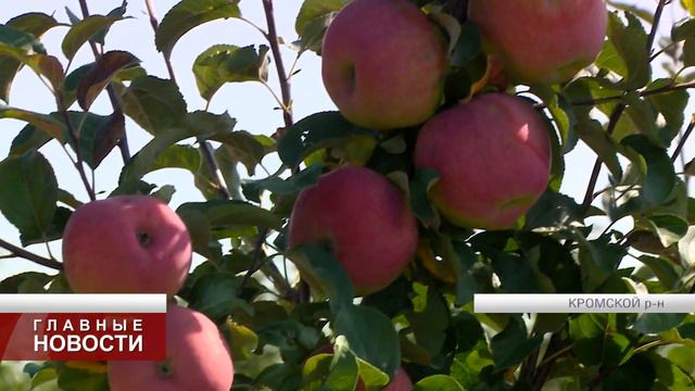 В плодово-ягодном питомнике "Подвилье" стартовал сезон продаж смотреть онлайн