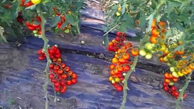 Как вырастить томаты черри ( помидоры)? Черри в открытом грунте. смотреть онлайн