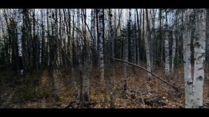 Охота с эстонской гончей на зайца.