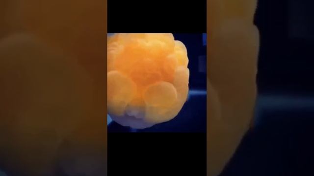 обитатели подводного мира - золотая рыбка львиноголовка смотреть онлайн