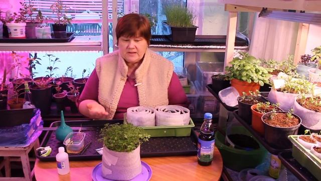 Посев Сельдерея. Зачем Для Посева Ложка? Тонкости Посева. смотреть онлайн