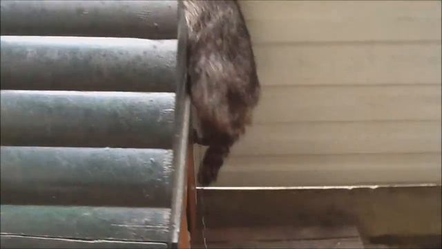 Енот Жжёт смотреть онлайн