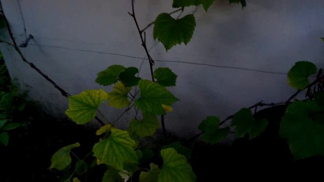 Что делать если на винограде желтые листья (MgSO₄) смотреть онлайн