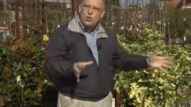 Fatshedera смотреть онлайн