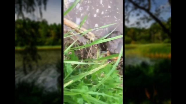 В Королёве рыбаки поймали на Клязьме большую черепаху. смотреть онлайн