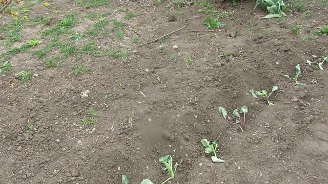 Я БЬЮ МУЖА!!!.Он не хочет есть косточки!!! смотреть онлайн