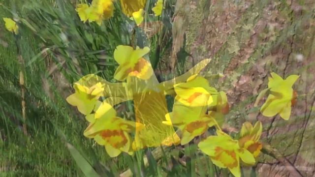 Daffodils - Donna Verdell смотреть онлайн