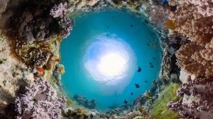 The Ocean 4K - Sea Animals for Relaxation, Beautiful Coral Reef Fish in Aquarium (4K Video Ultra HD