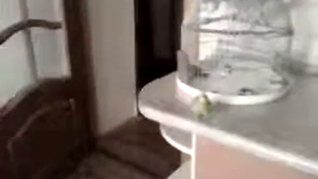 Полет попугая замедленная съемка смотреть онлайн