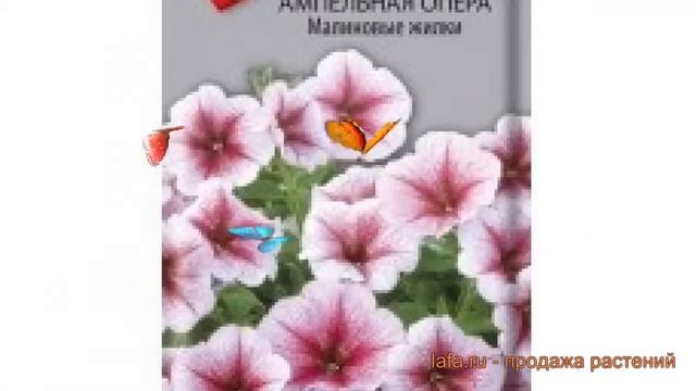 Петуния ампельная Опера Малиновые жилки ? обзор: как сажать, семена петунии Опера Малиновые жилки смотреть онлайн