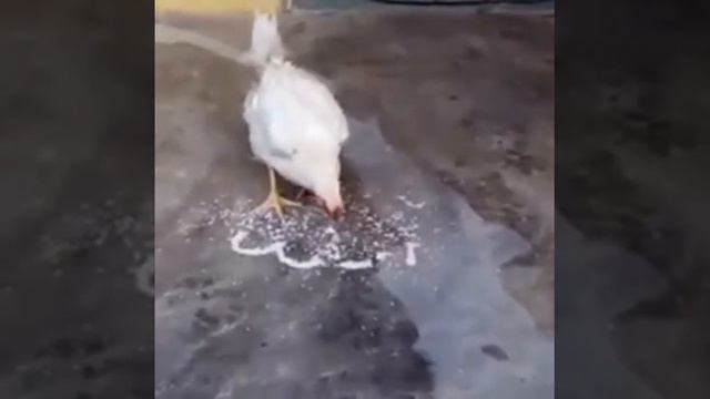 Курица имя Аллах смотреть онлайн