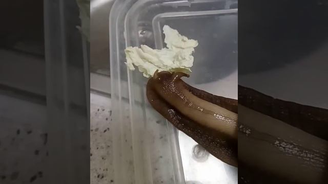 Улитка кушает ? 30000 зубов ? смотреть онлайн