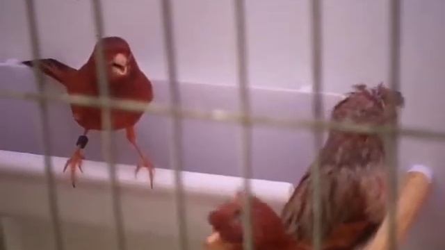 Канарейки черно-красный шимель и красно-чёрный интенсив. смотреть онлайн