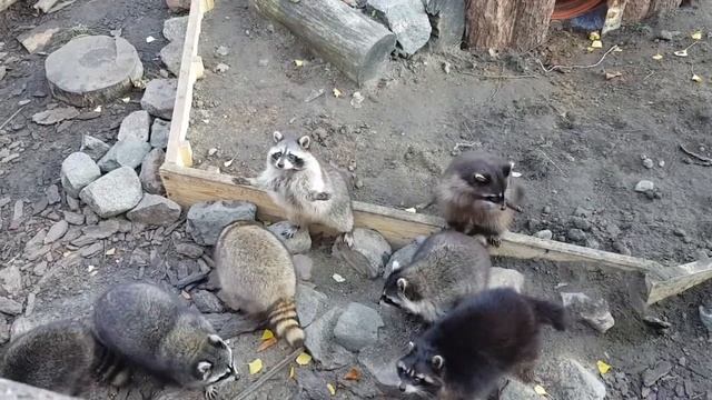 Cute Racoon || Милые еноты в Калининградском зоопарке
