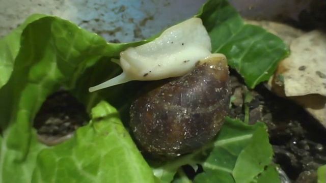 Улитки ахатины альбино боди и фулика лакомятся молодой капустой! смотреть онлайн