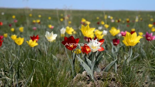 Дрожащие на ветру смотреть онлайн