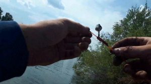 РЕКА ИШИМ.Ловлю леща на донку!