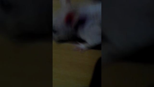 Как определить пол у крысы??? Мальчик??? Или Девочка??? смотреть онлайн