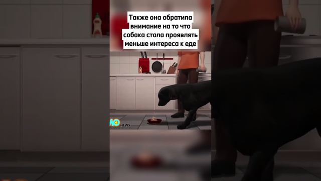 Самые странные вещи, найденные в теле животных 😨 смотреть онлайн