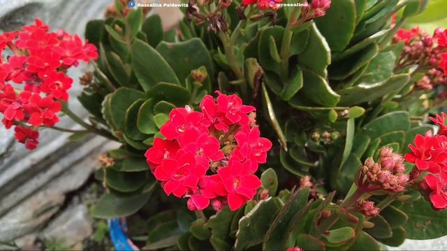 BUNGA COCOR BEBEK (Kalanchoe Blossfeldiana ) смотреть онлайн