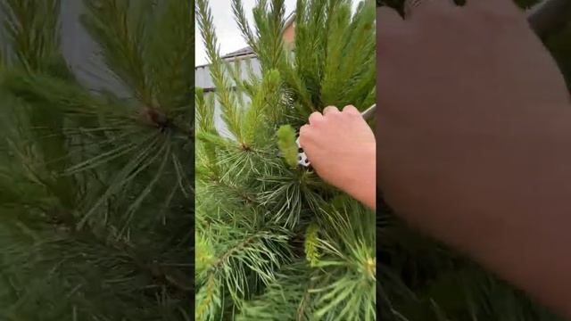 А что сосну можно стричь???? смотреть онлайн