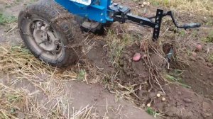 Копка картофеля мотоблоком НЕВА МБ-2(с веерной картофелекопалкой)