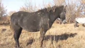 Как объездить, заездить лошадь для вервовой езды.