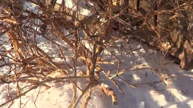 что гуси сделали с кустами- Лпх Дом Велеса переезд за город смотреть онлайн