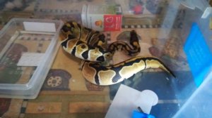 Мои первые змеи. Королевский питон, региус.