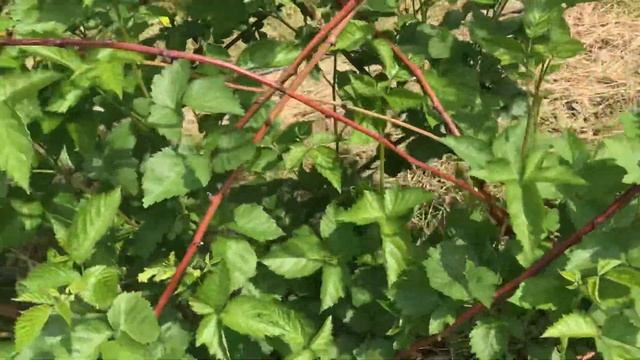 Начало цветения ежевики. смотреть онлайн