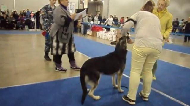 Суки открытый, Нимфа