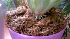 Орхидеи Мильтонии . Полезные советы .