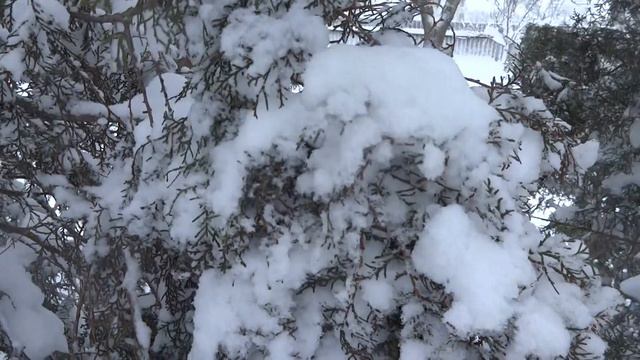 повреждение туи после обильного снегопада. смотреть онлайн