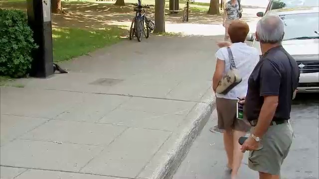 Штрафной скунс смотреть онлайн