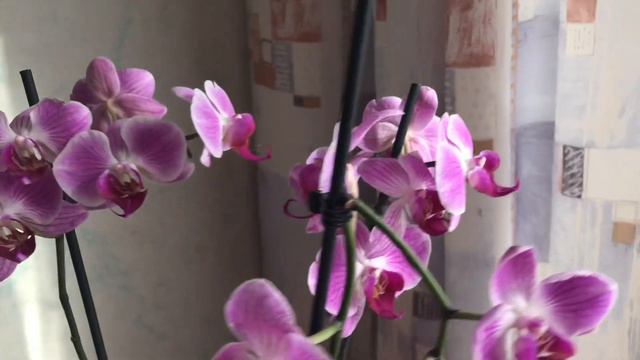 Крупнолистная гортензия. Покупки в ОБИ. Моя рассада петуний.🌺🌺🌺🌺🌺 Орхидея. смотреть онлайн