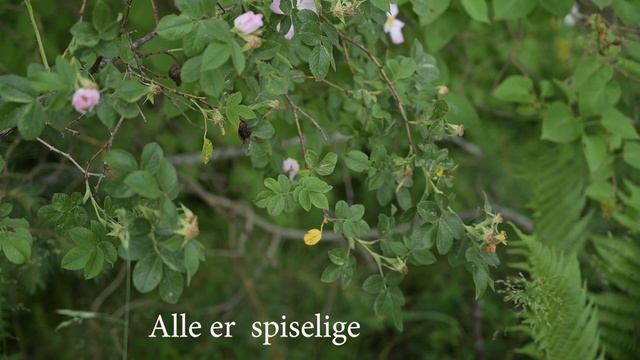 MIDTSOMMERNATT og trolldom i Norge + ROSE-IS oppskrift смотреть онлайн