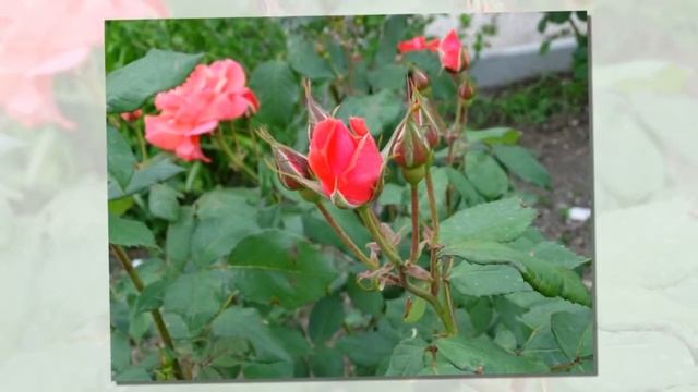 Керчь Июньская Палитра смотреть онлайн