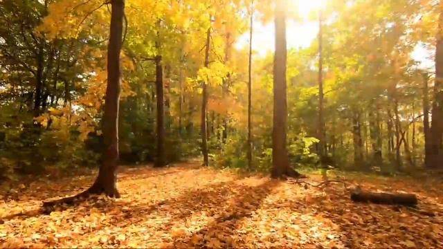 ИБРАТЛИ РИВОЯТ | IBRATLI RIVOYAT