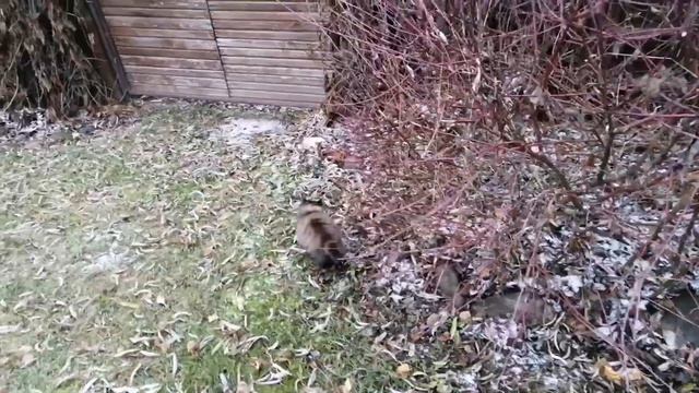 Комок счастья! Марфа! смотреть онлайн