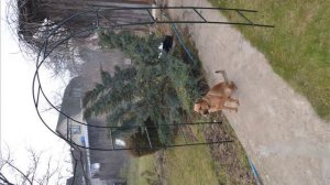 Садовая арка Park HF0014.wmv