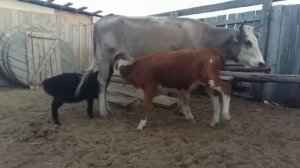 Ягненок  по имени Дождик сосет корову