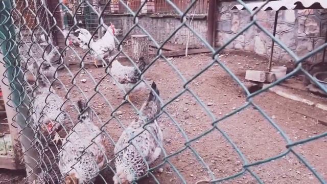 Чтобы птица неслась круглый год